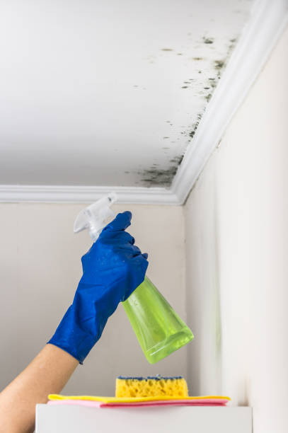 Best Certified Mold Removal  in Kihei, HI